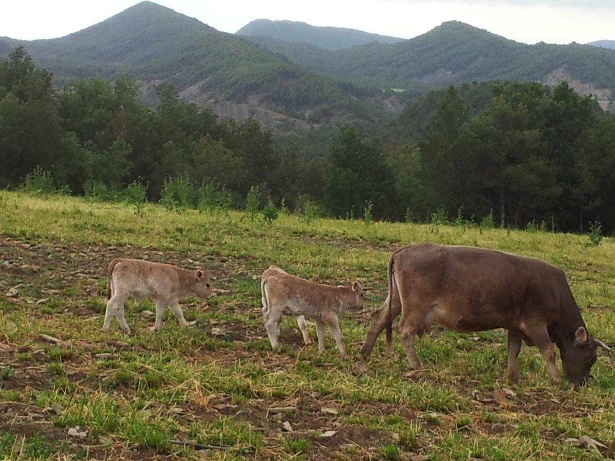 Casa Encuentra, En El Pirineo Al Lado De Ainsa Konuk evi El Pueyo de Araguás Dış mekan fotoğraf